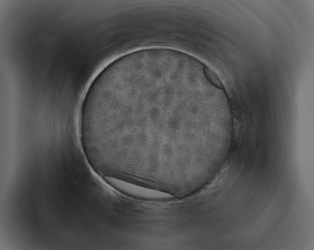 X0000087041527200705160917