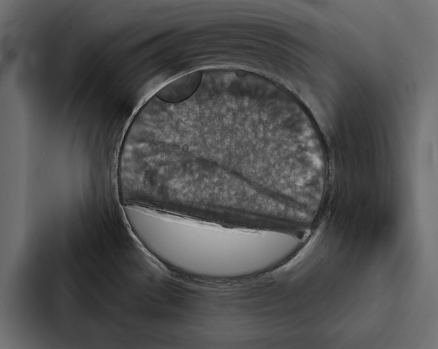 X0000087041529200705160918