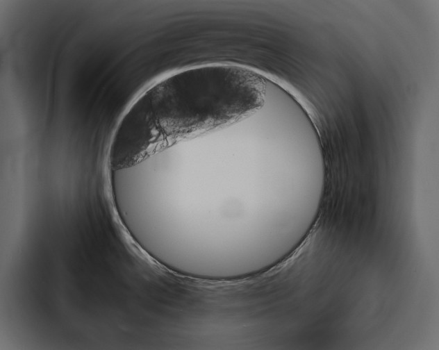X0000087041534200705160918