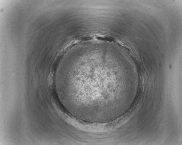 X0000087050032200704251015