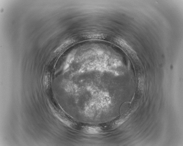 X0000087050165200704251013