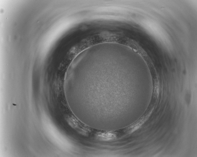 X0000087050383200704251010