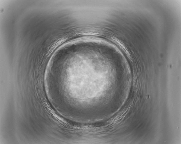 X0000087050385200704251009