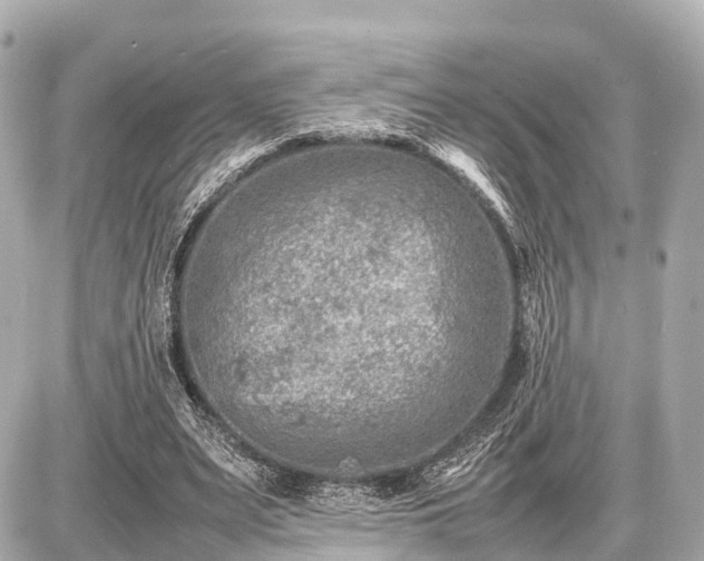 X0000087050487200704251008