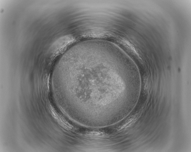 X0000087050542200704251006