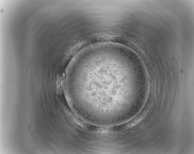 X0000087050624200704251005