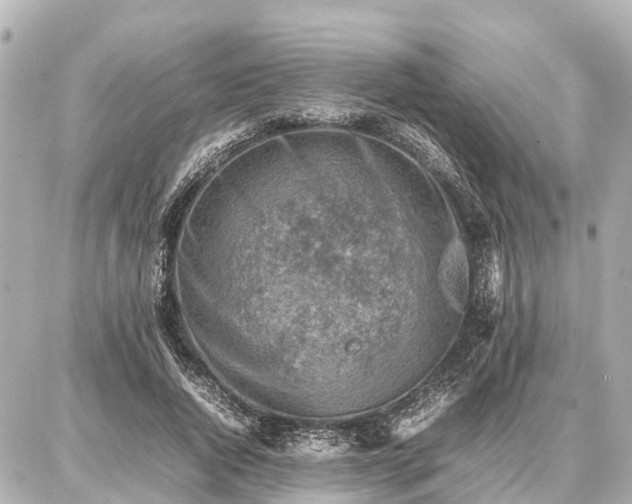 X0000087050736200704251003