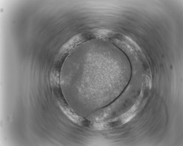 X0000087050766200704251004