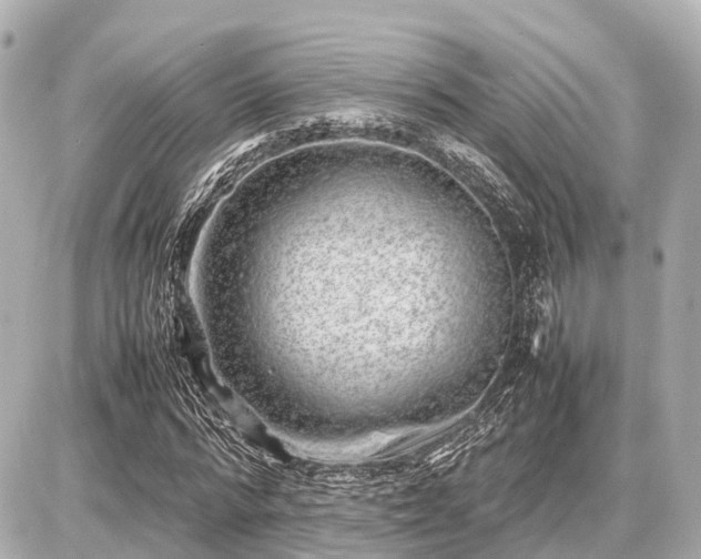 X0000087050776200704251003