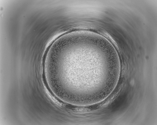 X0000087050795200704251003