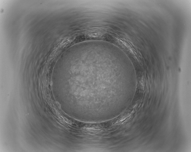 X0000087050817200704251001