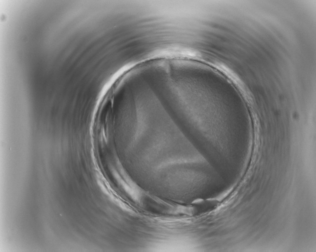 X0000087050864200704251002