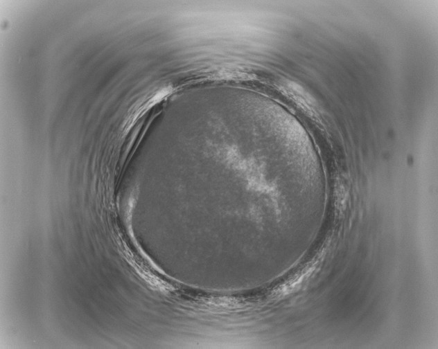 X0000087050881200704251001