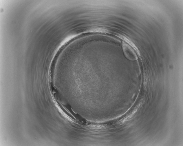 X0000087051037200704250959