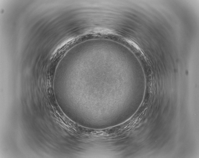 X0000087051112200704250957