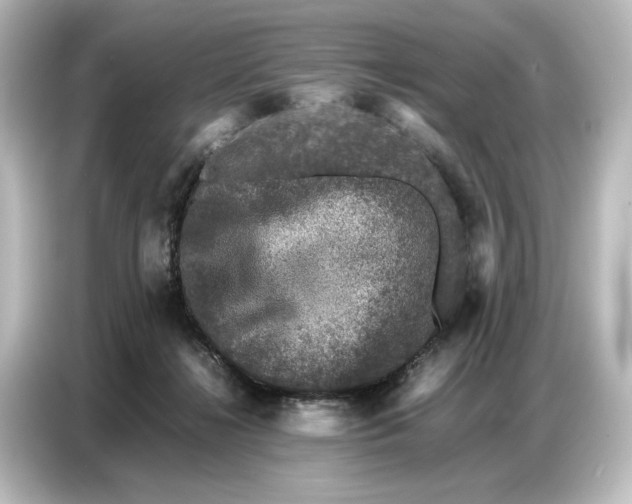 X0000087050268200705021202