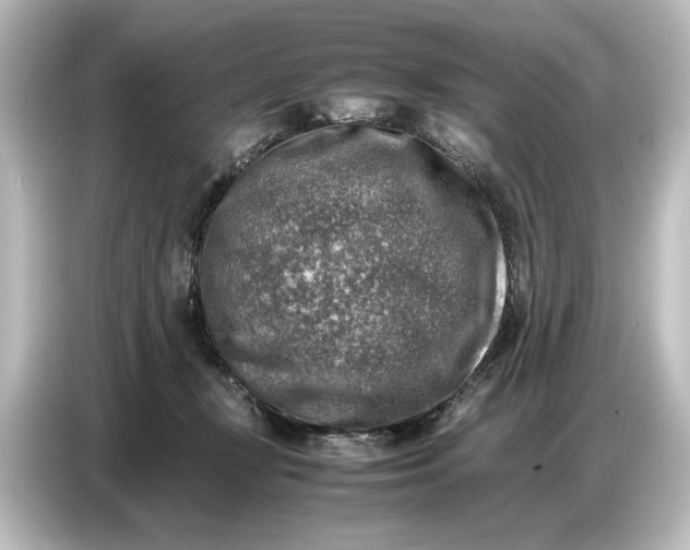 X0000087050367200705021201