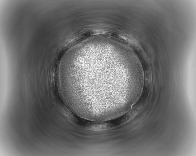 X0000087050369200705021201