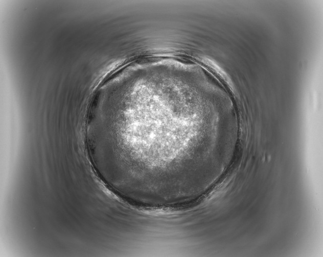 X0000087050385200705021201