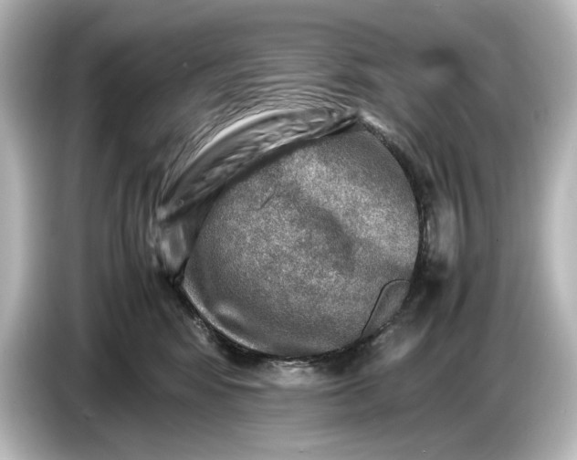 X0000087050424200705021200