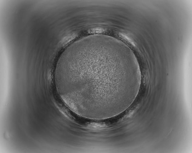 X0000087050455200705021200