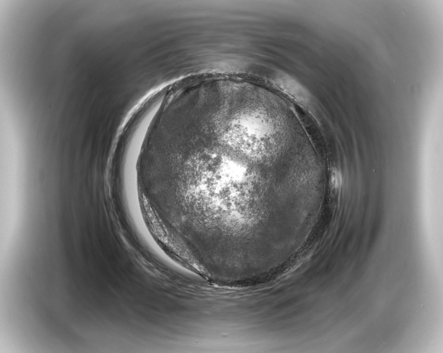 X0000087050676200705021157