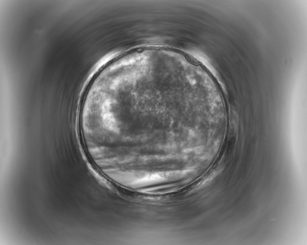 X0000087051245200705021150