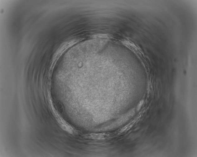 X0000087050049200705091146