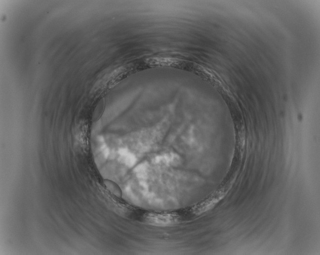 X0000087050181200705091145