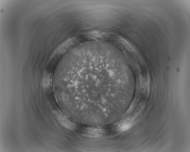 X0000087050284200705091143