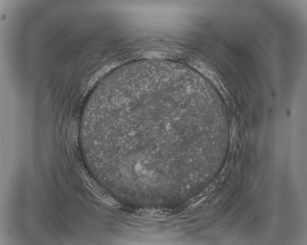 X0000087050297200705091142