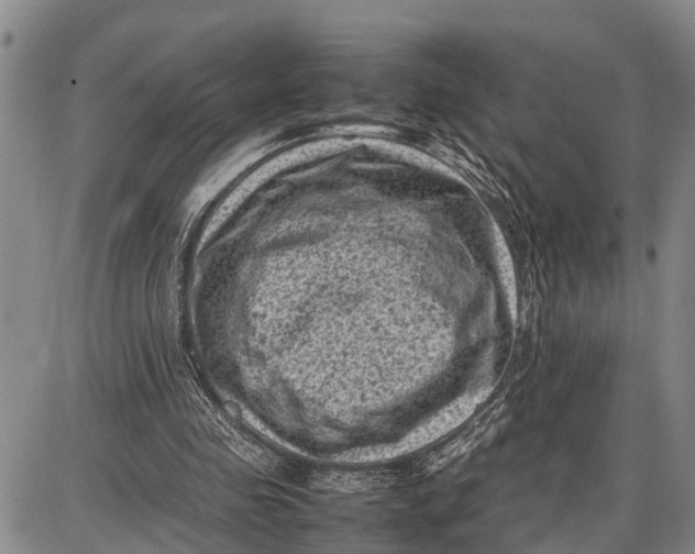 X0000087050341200705091141