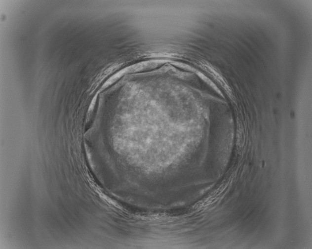 X0000087050385200705091141