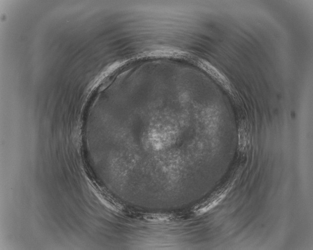 X0000087050436200705091139