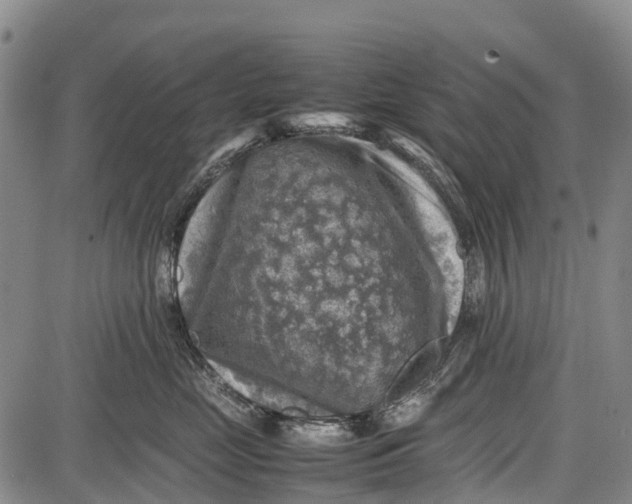 X0000087050669200705091137