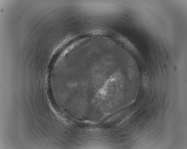 X0000087050730200705091135