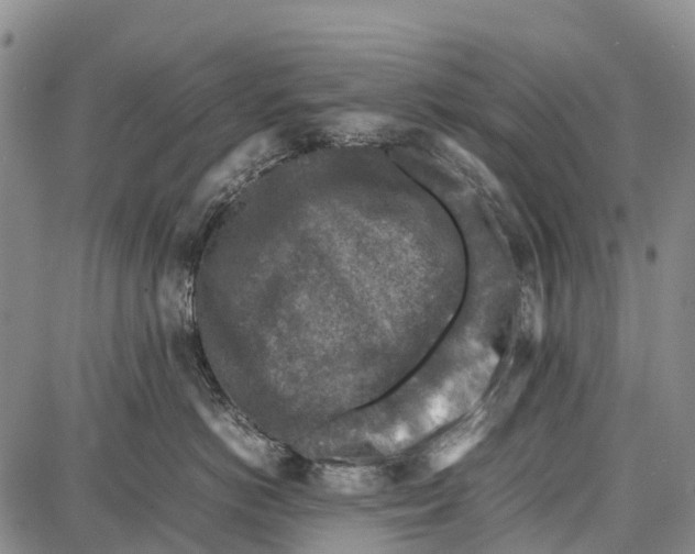 X0000087050766200705091135