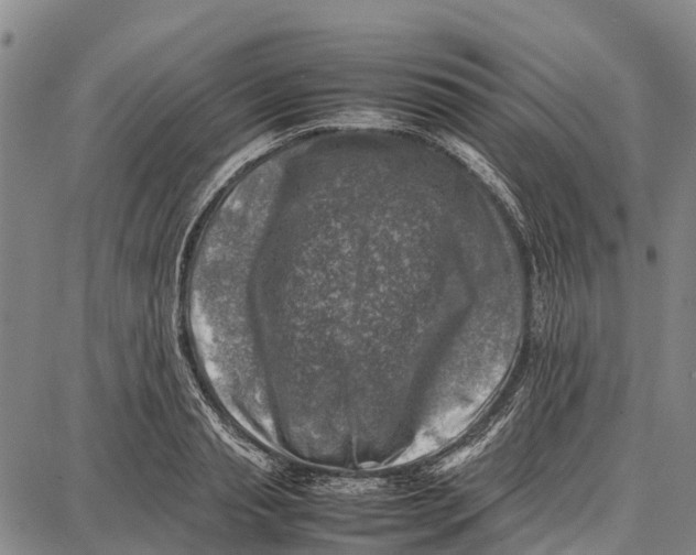 X0000087050845200705091134