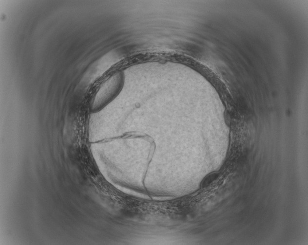 X0000087050871200705091133