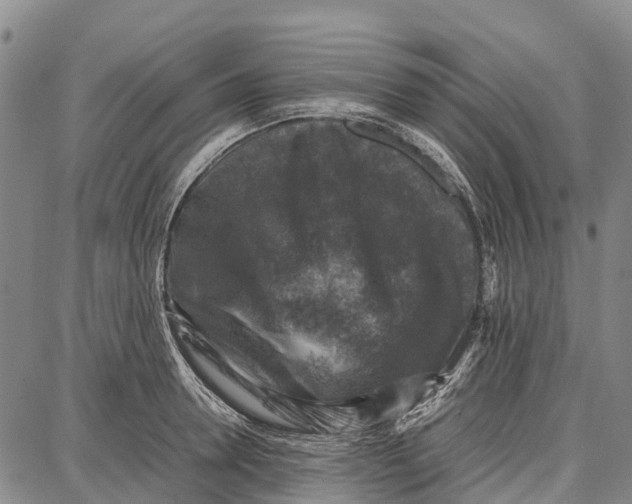 X0000087050946200705091132