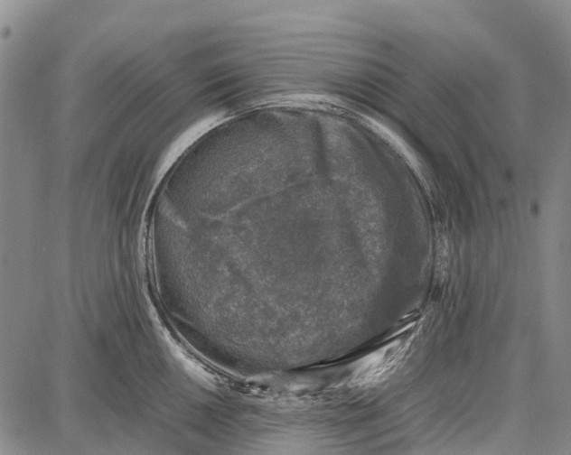 X0000087051050200705091131