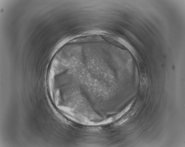 X0000087051055200705091131