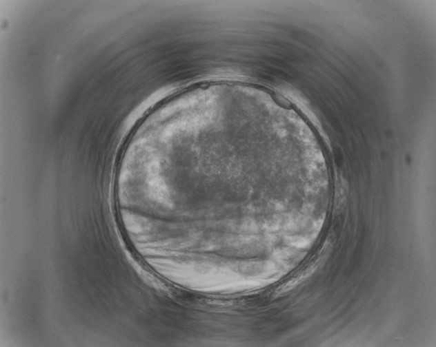 X0000087051245200705091128