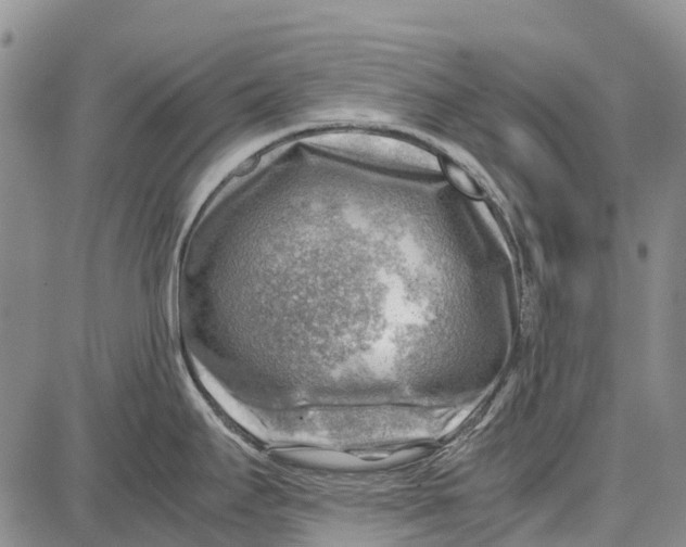 X0000087051295200705091126