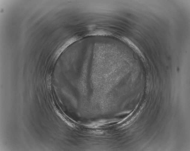 X0000087051329200705091126