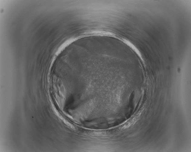 X0000087051381200705091125