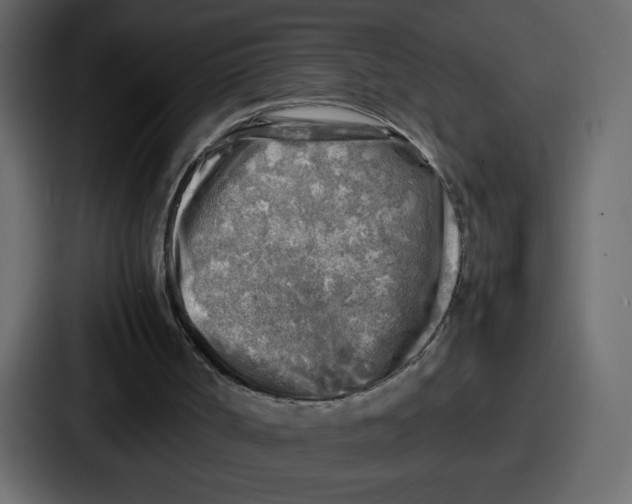 X0000087050002200705161001