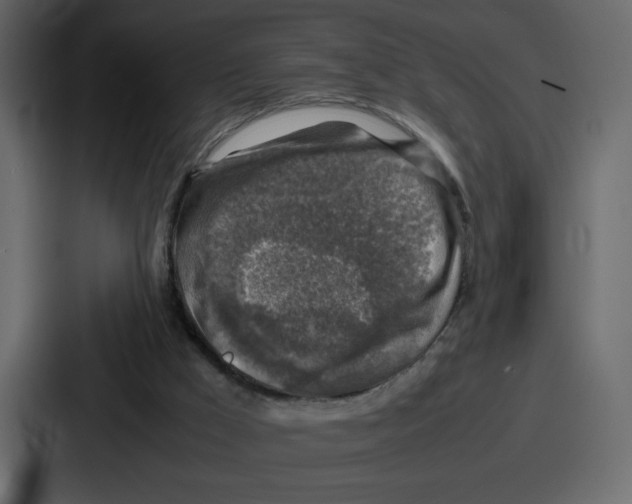 X0000087050009200705161001