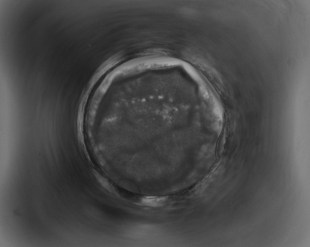 X0000087050051200705160959