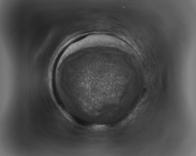 X0000087050055200705161000